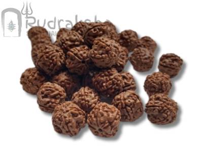 5 Mukhi Rudraksha from Indonesia